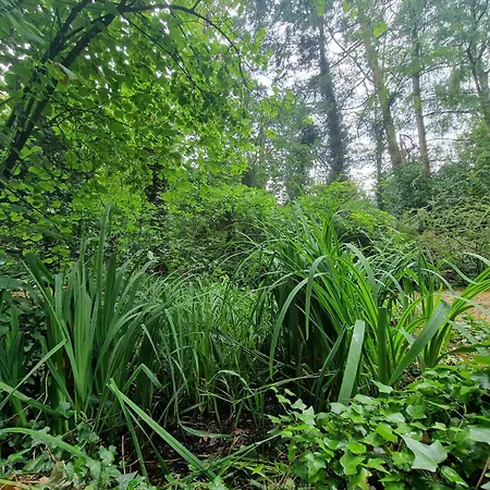 Дом отдыха Thymian In Bei Oldenburg - Idyllische Waldlage Hatten