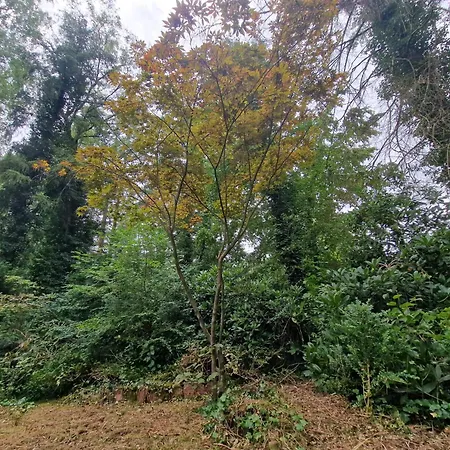 Prázdninový dům Thymian In Bei Oldenburg - Idyllische Waldlage