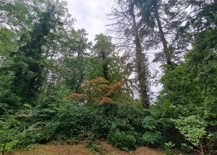 Thymian In Bei Oldenburg - Idyllische Waldlage *