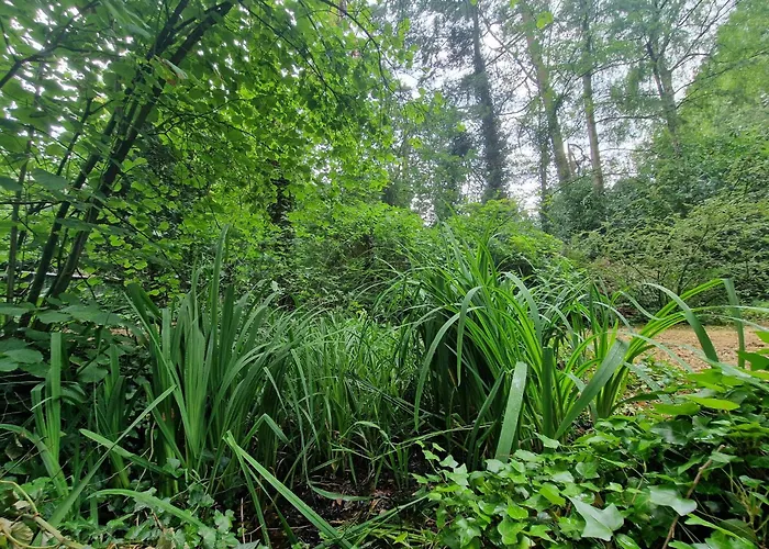 別荘 Thymian In Bei Oldenburg - Idyllische Waldlage Hatten