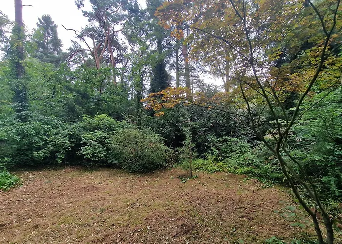 Thymian In Bei Oldenburg - Idyllische Waldlage Hatten